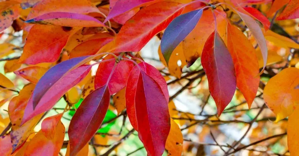 Tupela lesní (Nyssa sylvatica)