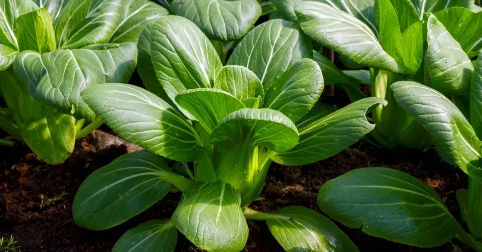 Zelenina pak choi