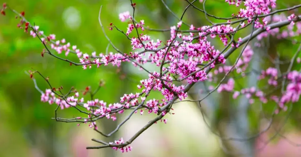 Zmarlika kanadská (Cercis canadensis)