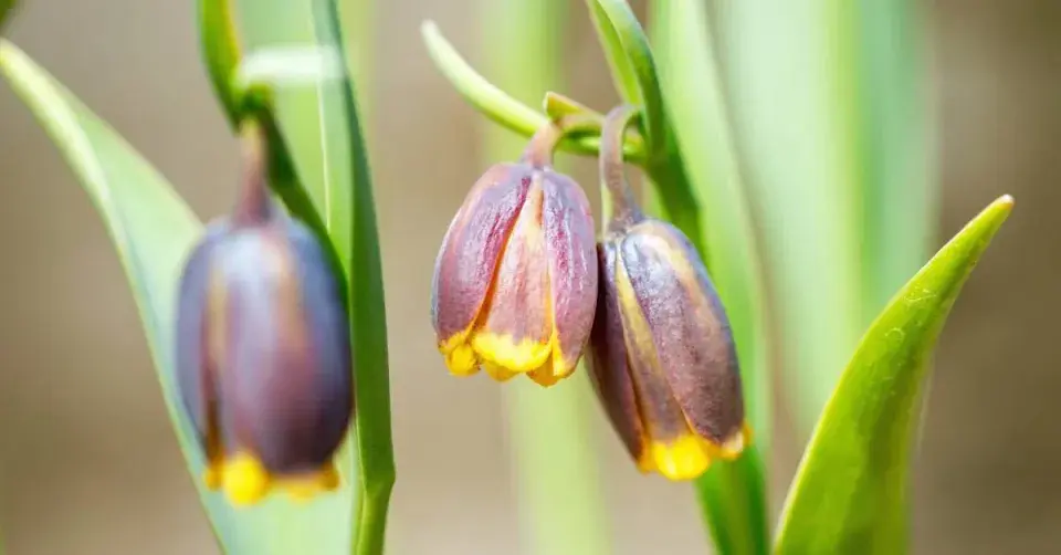 Řebčík Michajlovského (Fritillaria michailovskyi)
