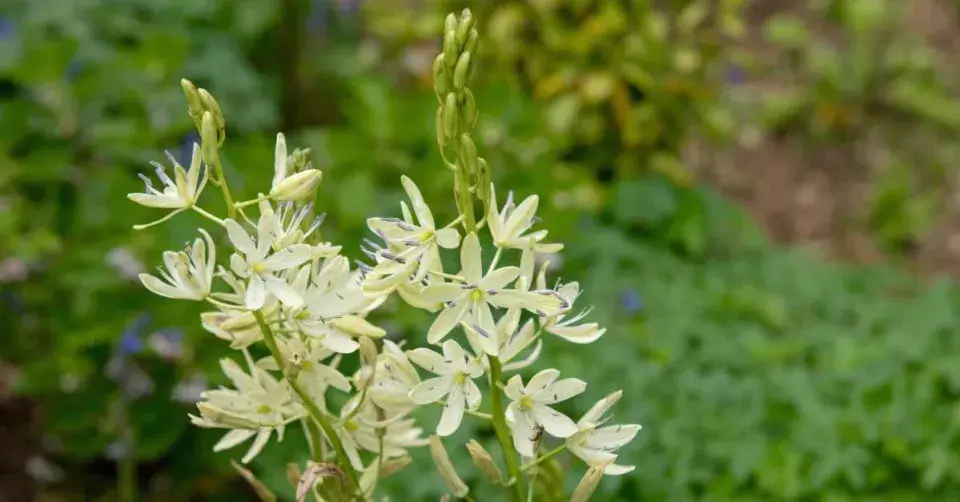 Krémové květy ladoníku (Camassia)