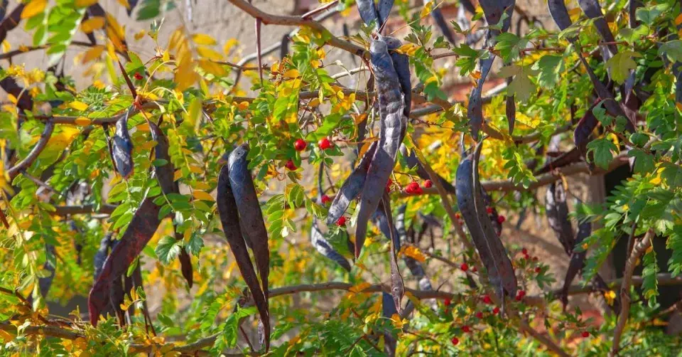 Dřezovec trojtrnný (Gleditsia triacanthos)