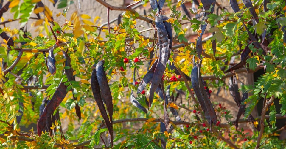Dřezovec trojtrnný (Gleditsia triacanthos) 