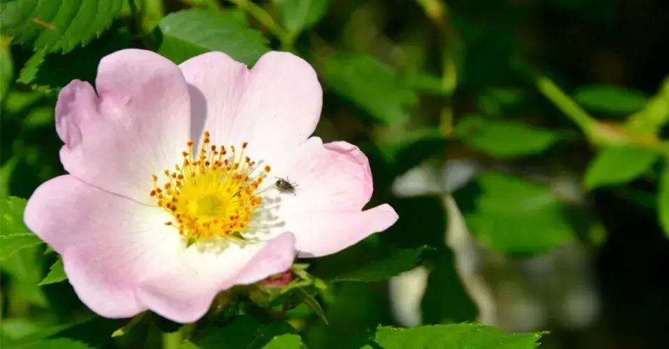 Šípková růže (Rosa canina)