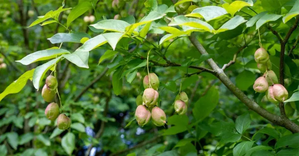 Klokoč zpeřený (Staphylea pinnata)