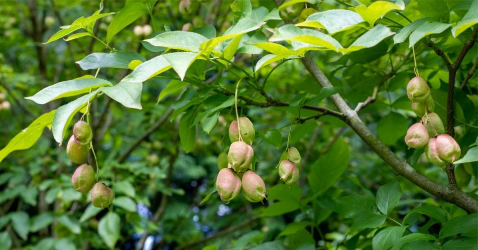 Klokoč zpeřený (Staphylea pinnata) 