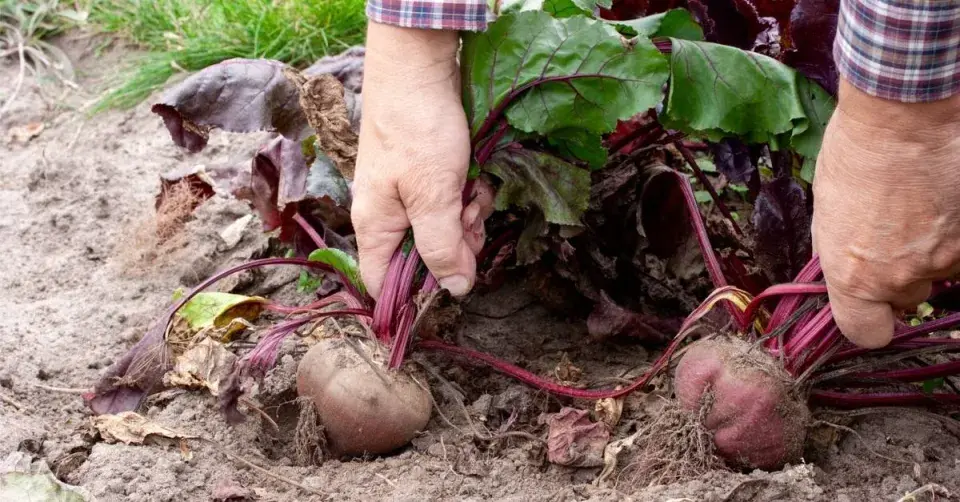 Červená řepa (Beta vulgaris var. cicla)