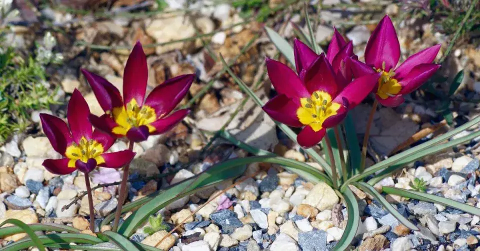 Botanické tulipány