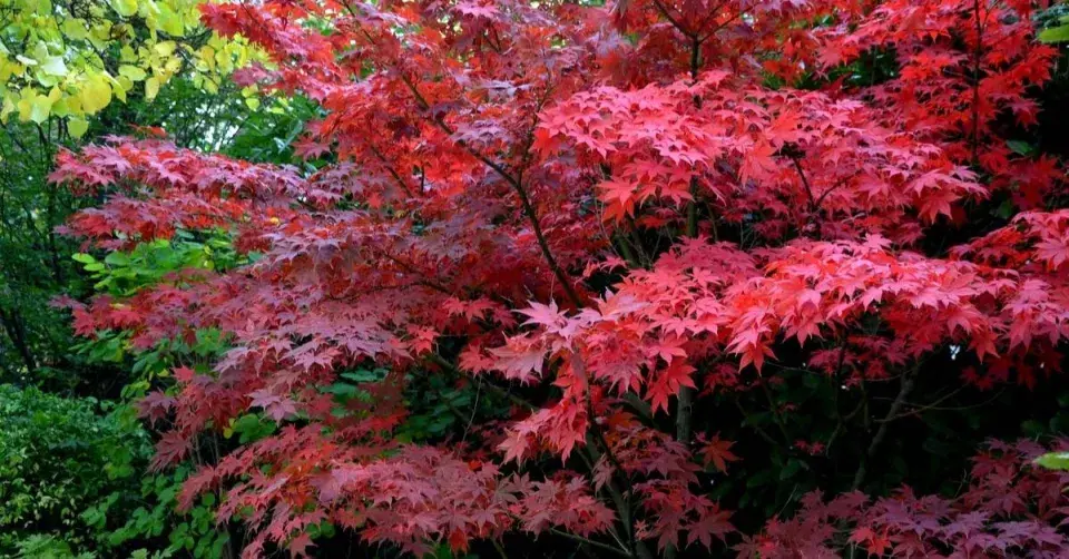 Javor dlanitolistý (Acer palmatum) ‘Bloodgood’