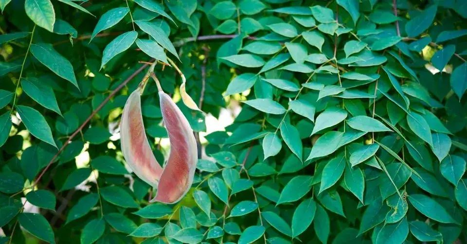Nahovětvec dvoudomý (Gymnocladus dioicus)