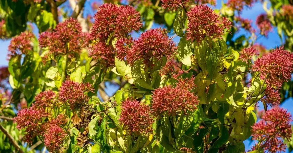 Heptakodium jasmínovité (Heptacodium miconioides)