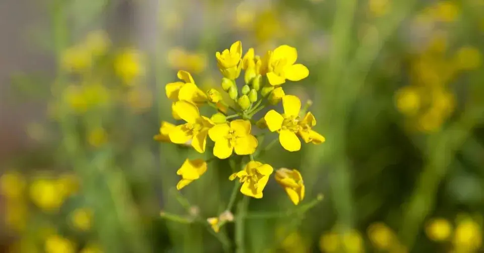 Hořčice rolní (Sinapis arvensis)