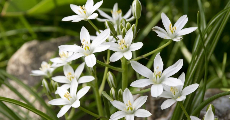 Snědek okoličnatý (Ornithogalum umbellatum)