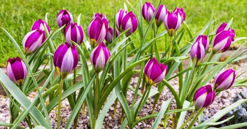 Tulipán nízký (Tulipa humilis) ’Odalisque’ 