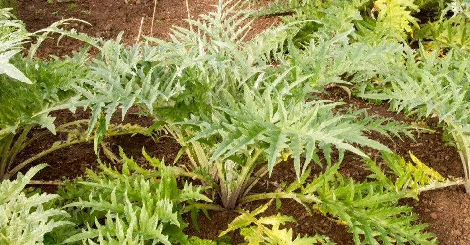 Artyčok kardový (Cynara cardunculus)