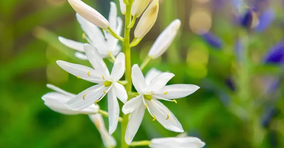 Bílé květy ladoníku (Camassia)