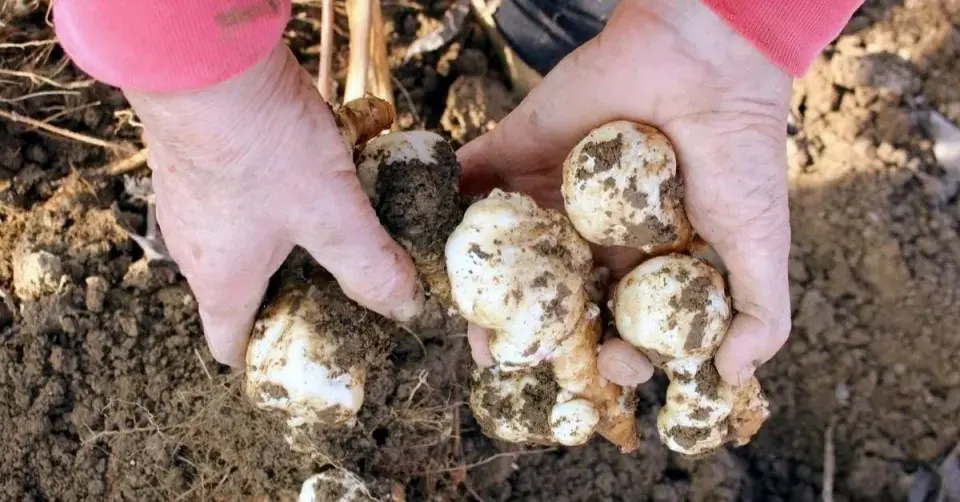 Topinambur (Helianthus tuberosus)