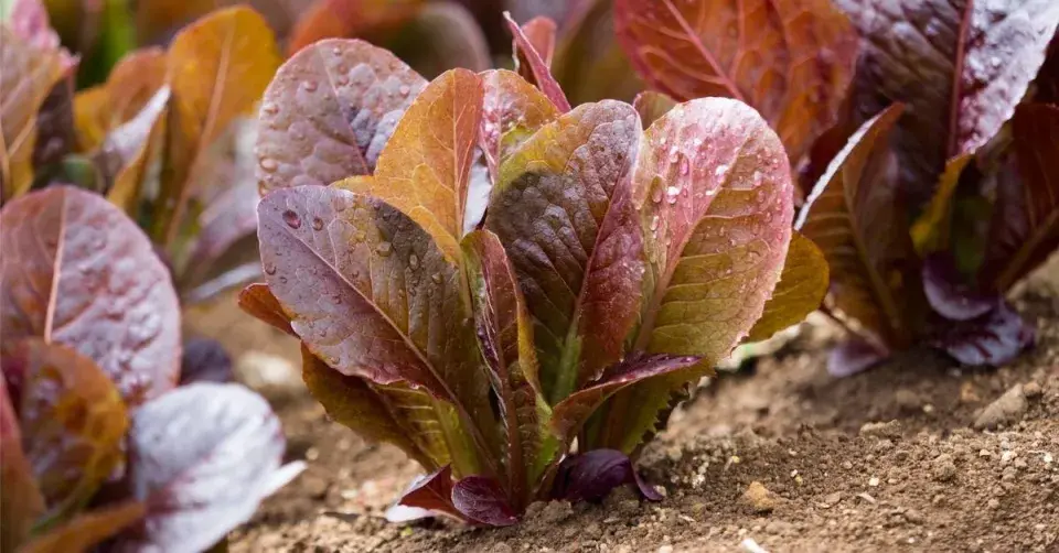 Římský salát (Lactuca sativa var. longifolia)
