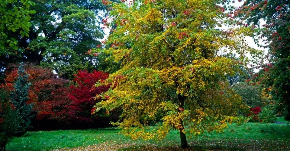 Tupela lesní (Nyssa sylvatica)