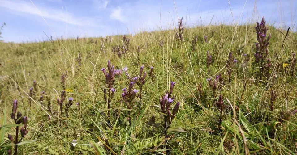 Hořeček nahořklý (Gentianella amarella)