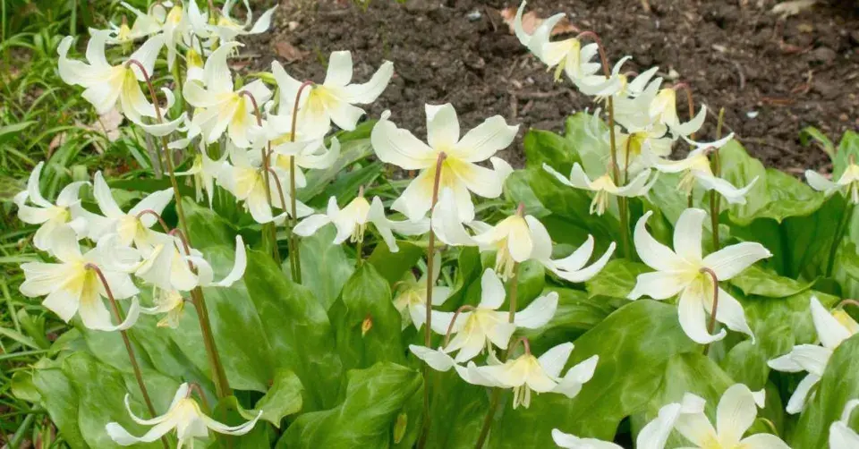 Kandík (Erythronium californicum) ’White Beauty’