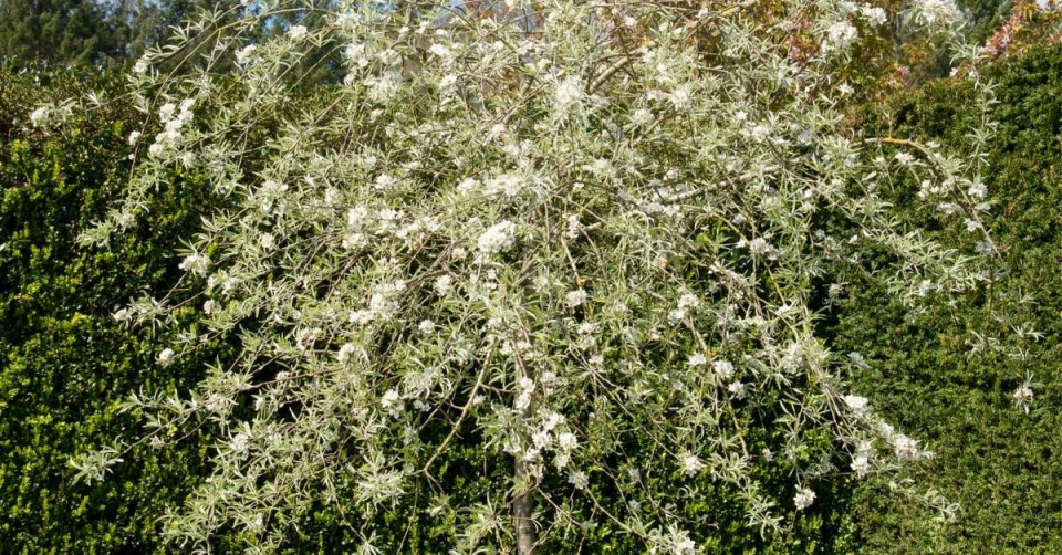 Hrušeň vrbolistá (Pyrus salicifolia)