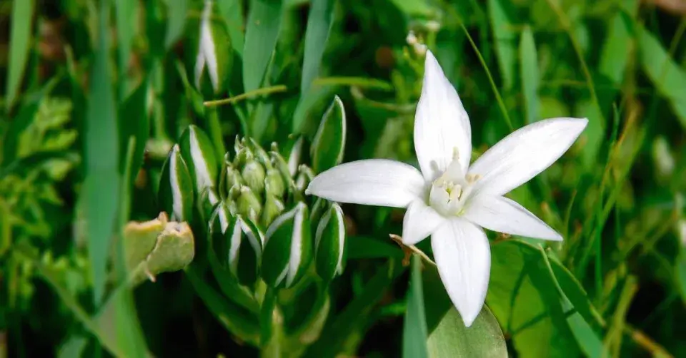 Snědek (Ornithogalum balansae)