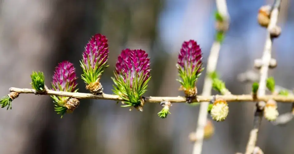 Modřín opadavý (Larix decidua)