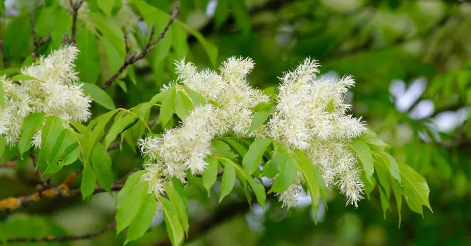 Jasan zimnář (Fraxinus ornus)
