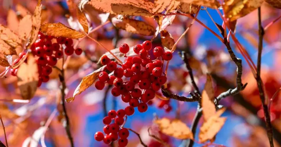 Jeřáb pomíchaný (Sorbus commixta)