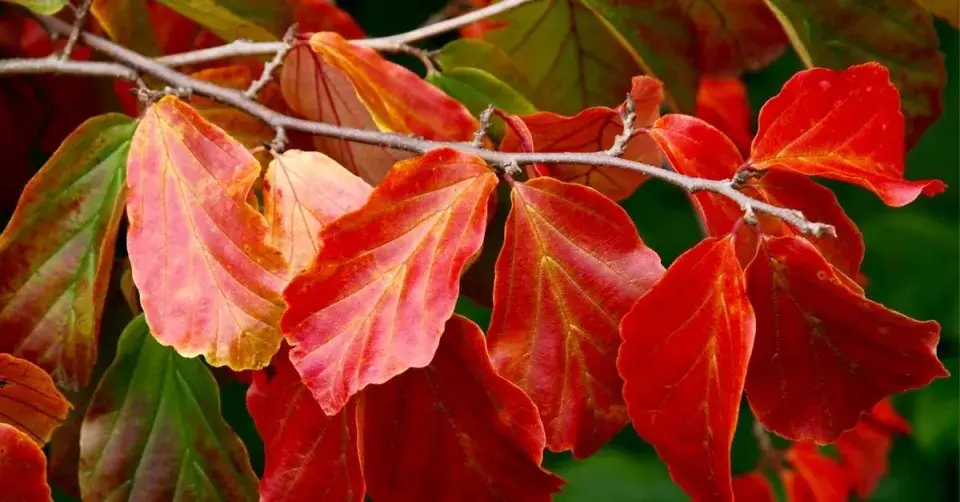 Parocie perská (Parrotia persica)