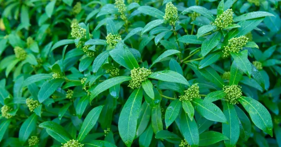 Skimie, odrůda ’Kew Green’