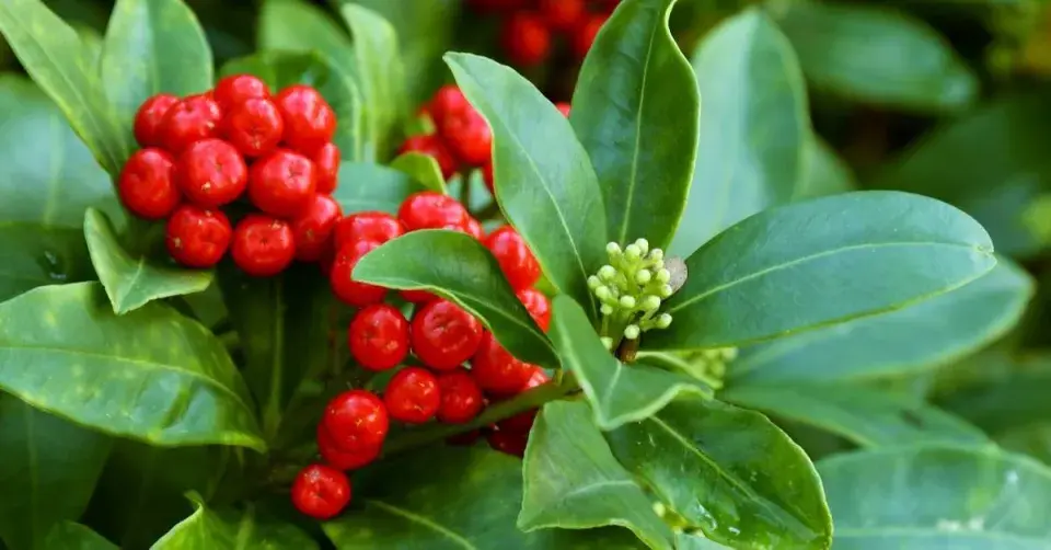 Poupata a plody skimie