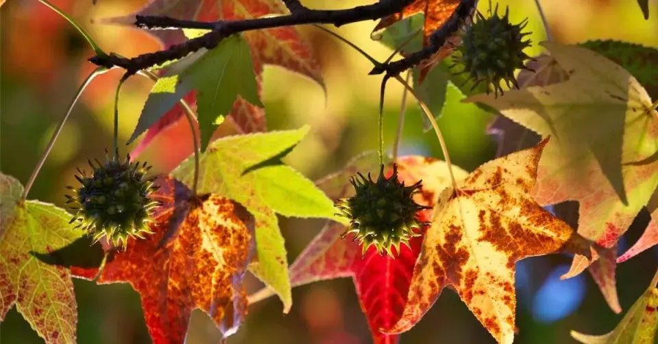Ambroň západní (Liquidambar styraciflua)