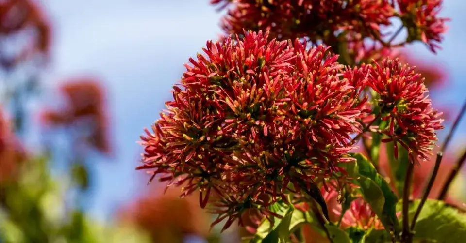 Heptakodium (Heptacodium)