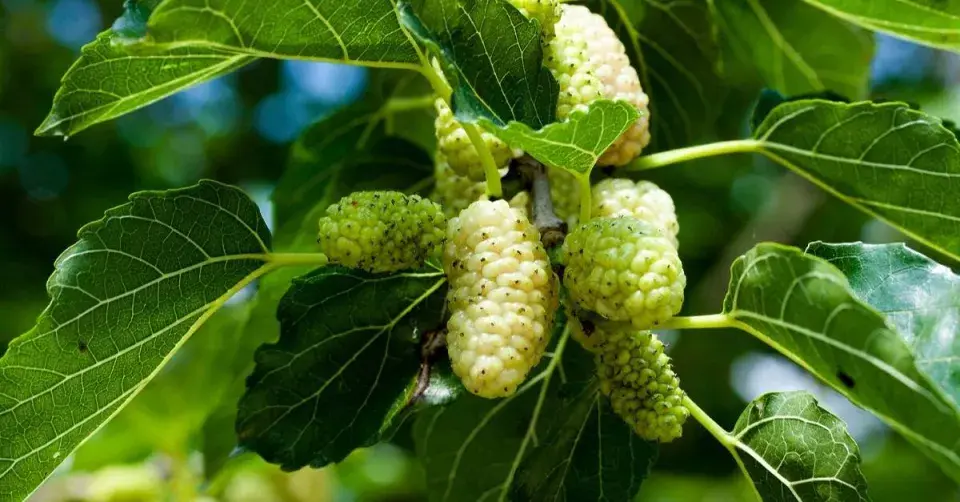 Morušovník bílý (Morus alba)