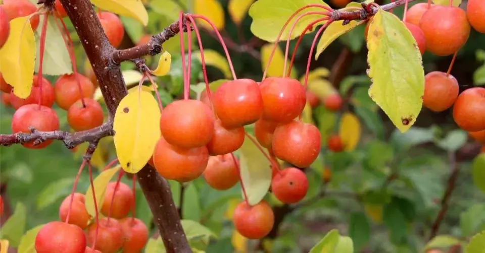 Okrasná jabloň (Malus)
