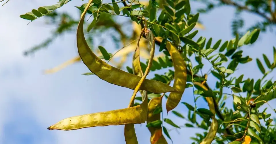 Dřezovec trojtrnný (Gleditsia triacanthos)