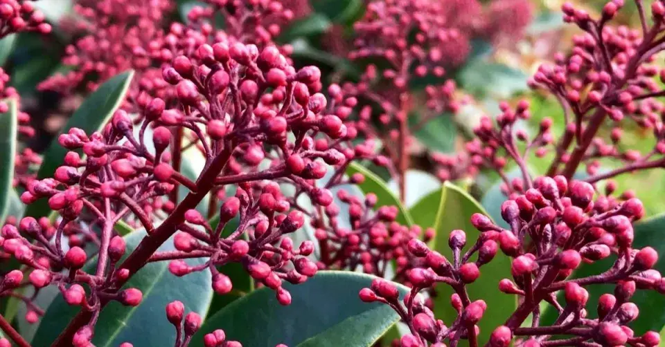 Skimie, odrůda ’Rubella’