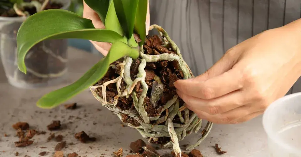 Odstranění starého substrátu