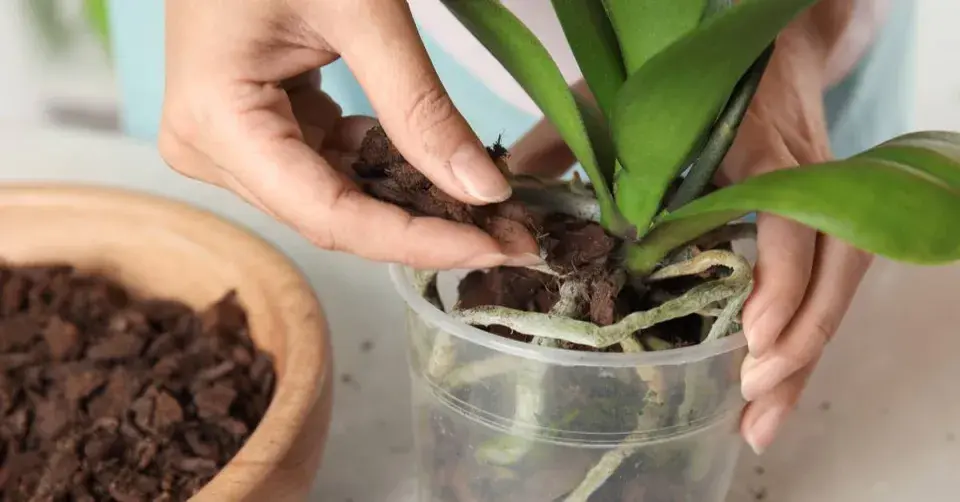 Substrát pro orchideje