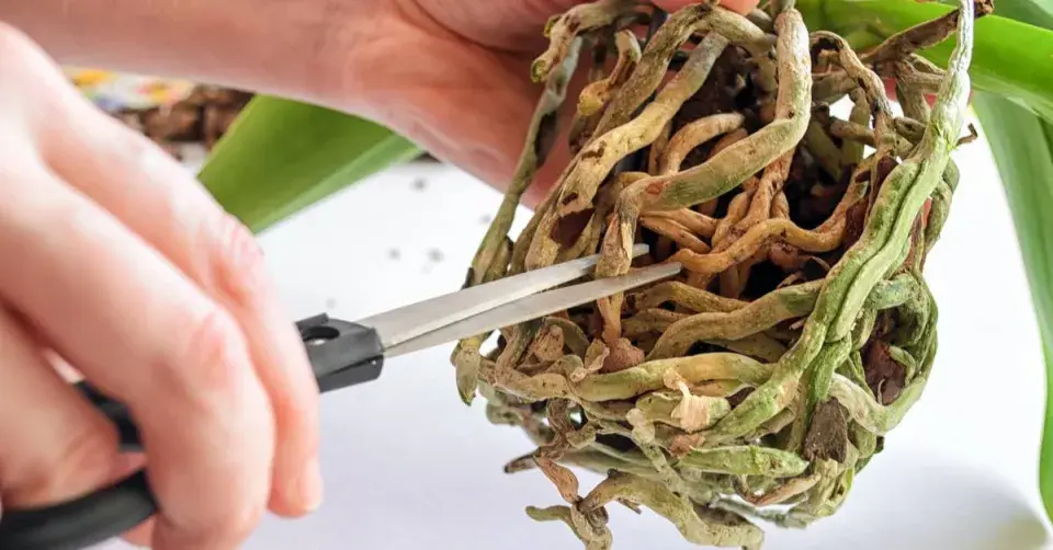 Odstranění starých kořenů