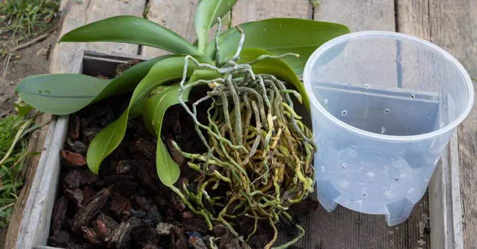 Substrát pro orchideje