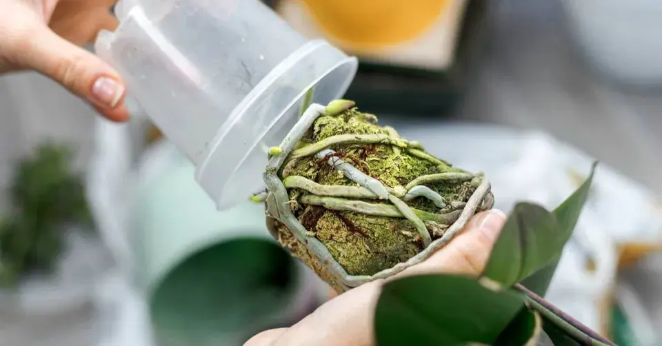 Vyjmutí kořenového balu z květináče