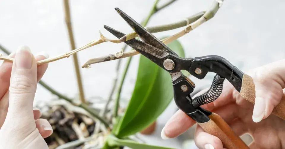 Zkrácení květního stonku