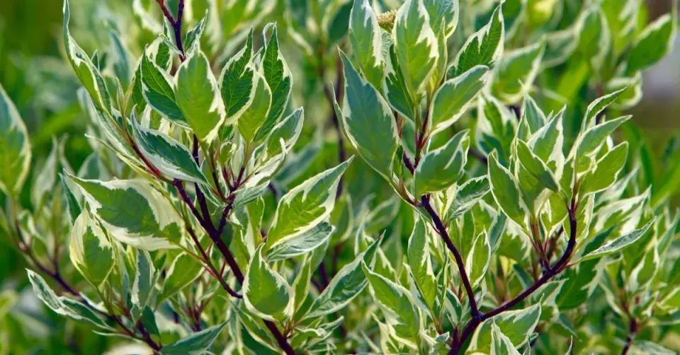 Svída bílá (Cornus alba) 'Elegantissima'