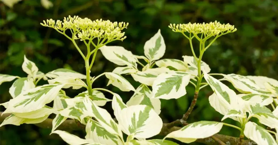 Svída sporná (Cornus controversa) 'Variegata'