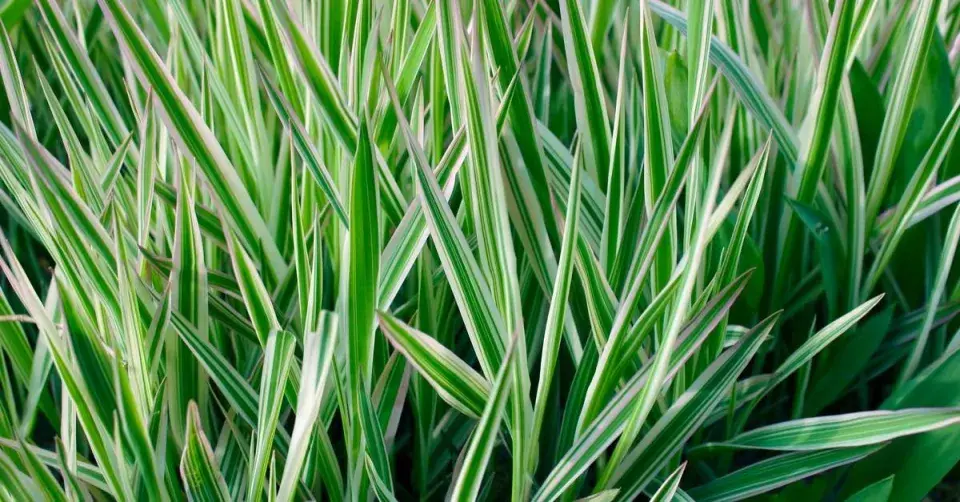 Ostřice japonská (Carex morrowii) 'Ice Dance'
