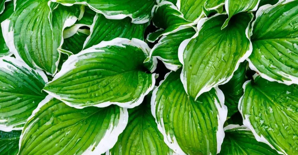 Bohyška (Hosta)