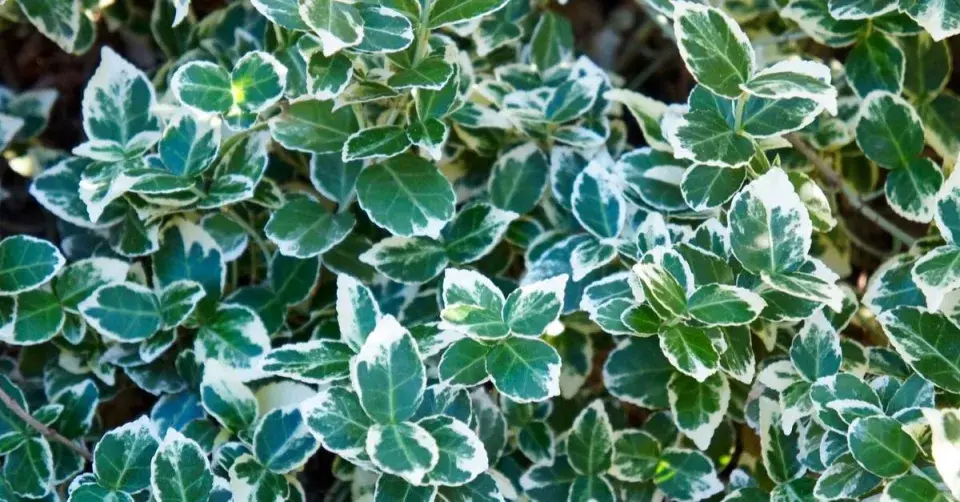 Brslen Fortuneův (Euonymus fortunei)